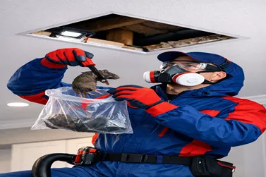Ceiling Dead Animal Removal Glen Waverley