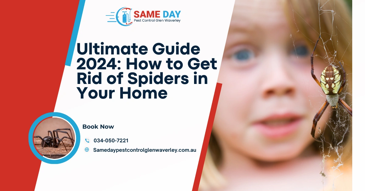 Ultimate Guide 2024: How to Get Rid of Spiders in Your Home